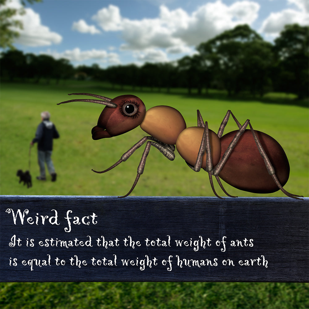 Loads of Ants