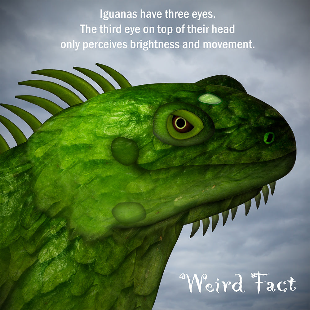 An iguana has three eyes