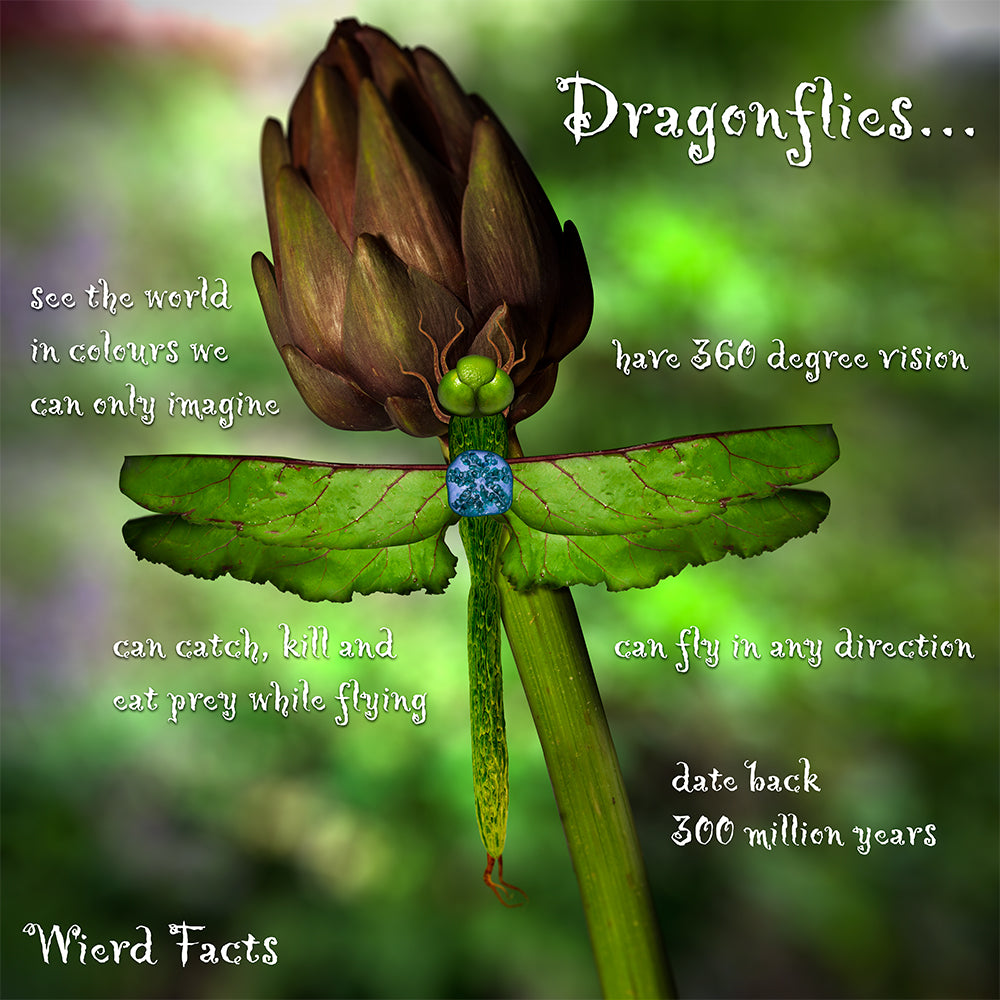 The Astonishing Dragonfly