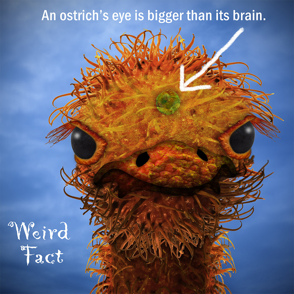 Pea Brain Ostrich